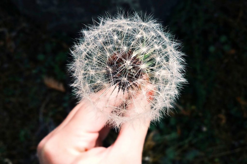 delicate