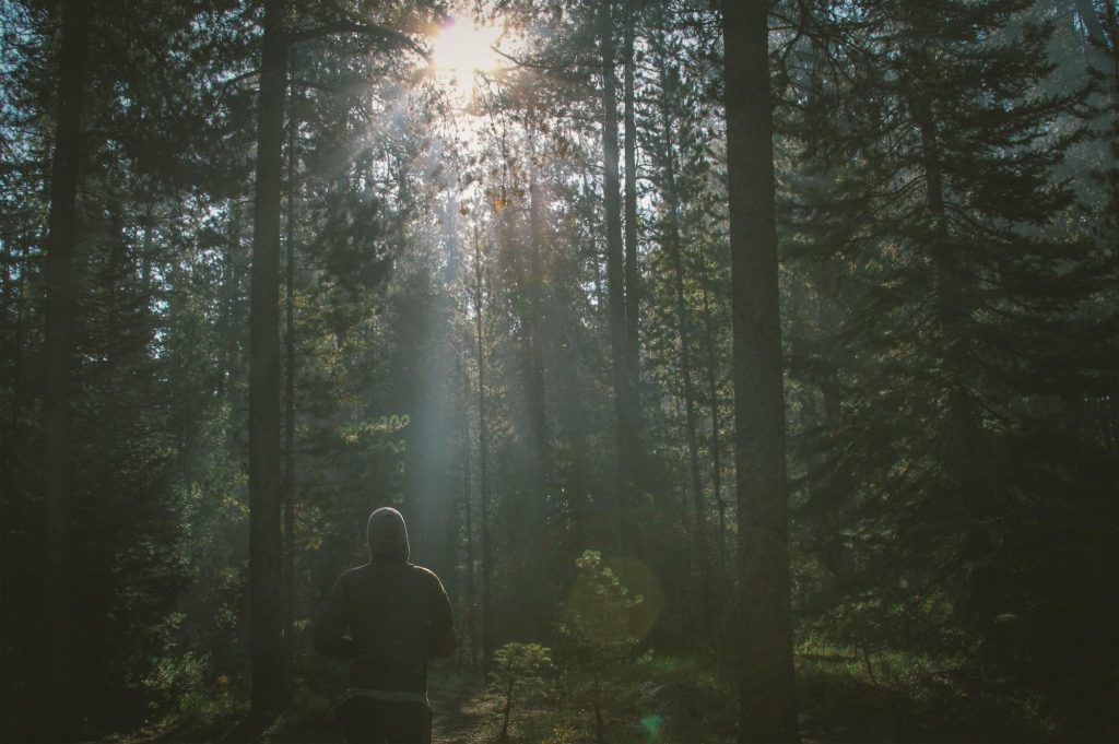forest